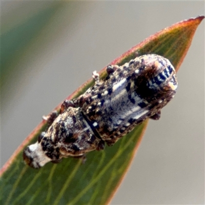 Telala musiva (Fungus weevil) at Carwoola, NSW - 12 Oct 2024 by Hejor1