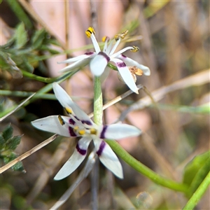 Wurmbea dioica subsp. dioica at Carwoola, NSW - 12 Oct 2024