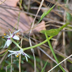 Wurmbea dioica subsp. dioica at Carwoola, NSW - 12 Oct 2024