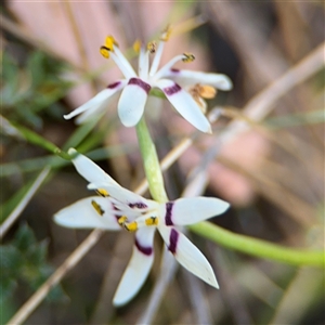 Wurmbea dioica subsp. dioica at Carwoola, NSW - 12 Oct 2024