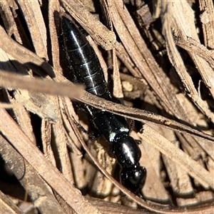 Staphylinidae (family) at Carwoola, NSW - 12 Oct 2024