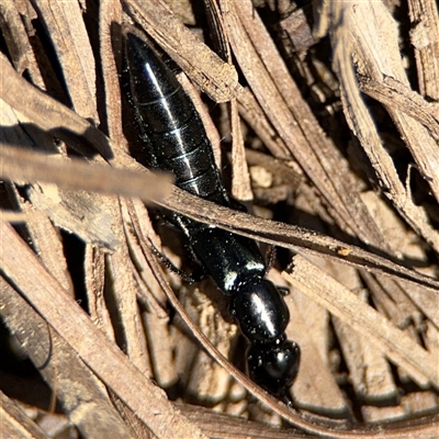 Staphylinidae (family) (Rove beetle) at Carwoola, NSW - 12 Oct 2024 by Hejor1