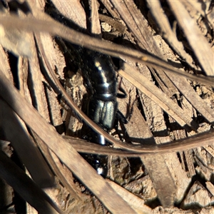 Staphylinidae (family) at Carwoola, NSW - 12 Oct 2024