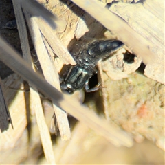 Staphylinidae (family) at Carwoola, NSW - 12 Oct 2024