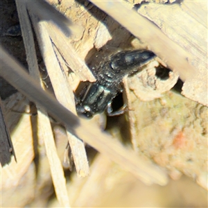 Staphylinidae (family) at Carwoola, NSW - 12 Oct 2024