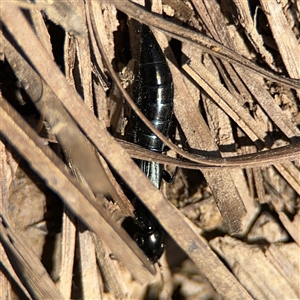 Staphylinidae (family) at Carwoola, NSW - 12 Oct 2024