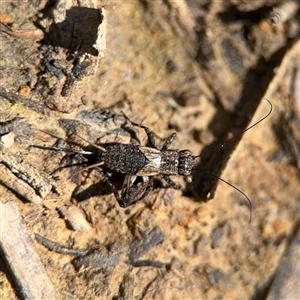 Bobilla sp. (genus) at Carwoola, NSW - 12 Oct 2024