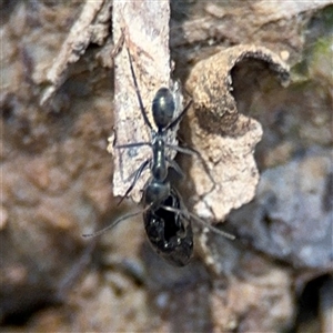 Iridomyrmex sp. (genus) at Carwoola, NSW - 12 Oct 2024