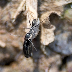 Iridomyrmex sp. (genus) at Carwoola, NSW - 12 Oct 2024