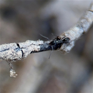 Iridomyrmex sp. (genus) at Carwoola, NSW - 12 Oct 2024