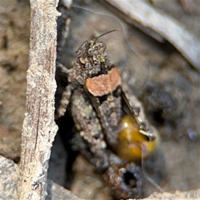 Tetrigidae (family) (Pygmy grasshopper) at Carwoola, NSW - 12 Oct 2024 by Hejor1