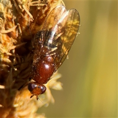 Rhagadolyra magnicornis (Lauxaniid fly) at Carwoola, NSW - 12 Oct 2024 by Hejor1