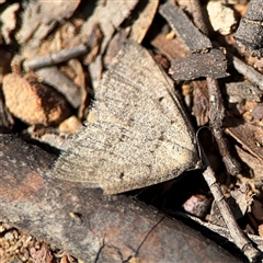 Taxeotis reserata (A Geometer moth) at Carwoola, NSW - 12 Oct 2024 by Hejor1