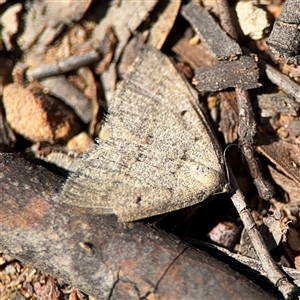 Taxeotis reserata at Carwoola, NSW - 12 Oct 2024