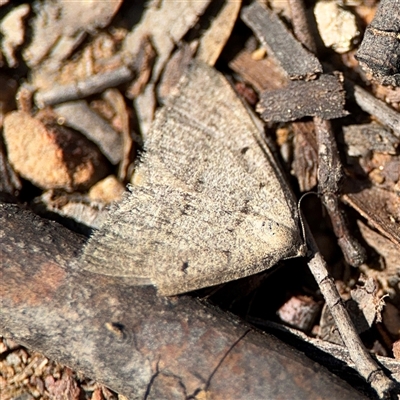 Taxeotis reserata (A Geometer moth) at Carwoola, NSW - 12 Oct 2024 by Hejor1