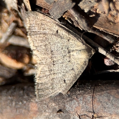 Taxeotis reserata at Carwoola, NSW - 12 Oct 2024