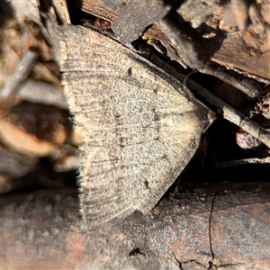 Taxeotis reserata at Carwoola, NSW - 12 Oct 2024