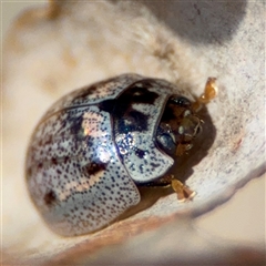 Paropsisterna m-fuscum (Eucalyptus Leaf Beetle) at Carwoola, NSW - 12 Oct 2024 by Hejor1