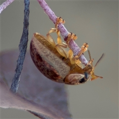 Paropsisterna m-fuscum at Carwoola, NSW - 12 Oct 2024