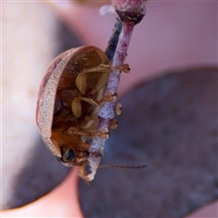 Paropsisterna m-fuscum at Carwoola, NSW - 12 Oct 2024