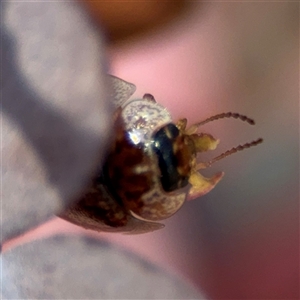 Paropsisterna m-fuscum at Carwoola, NSW - 12 Oct 2024