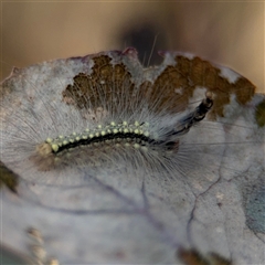 Uraba lugens at Carwoola, NSW - 12 Oct 2024