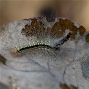 Uraba lugens at Carwoola, NSW - 12 Oct 2024