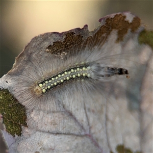 Uraba lugens at Carwoola, NSW - 12 Oct 2024