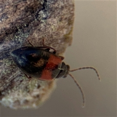 Arsipoda sp. (genus) (A flea beetle) at Carwoola, NSW - 12 Oct 2024 by Hejor1