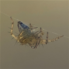 Oxyopes (genus) (Lynx spider) at Carwoola, NSW - 12 Oct 2024 by Hejor1