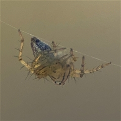 Oxyopes sp. (genus) (Lynx spider) at Carwoola, NSW - 12 Oct 2024 by Hejor1