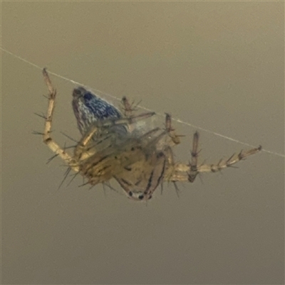 Oxyopes (genus) (Lynx spider) at Carwoola, NSW - 12 Oct 2024 by Hejor1