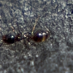 Monomorium sp. (genus) at Carwoola, NSW - 12 Oct 2024