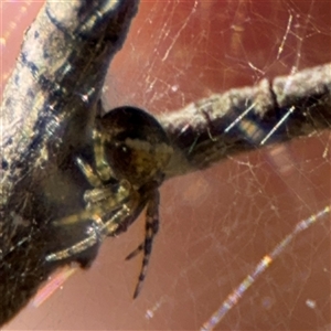 Araneus albotriangulus at Carwoola, NSW - 12 Oct 2024