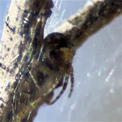 Araneus albotriangulus at Carwoola, NSW - 12 Oct 2024