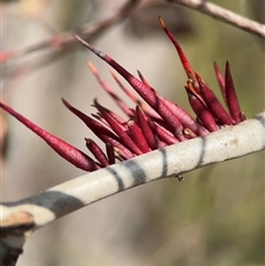 Eucalyptus insect gall at Oaks Estate, ACT - 12 Oct 2024 by Hejor1