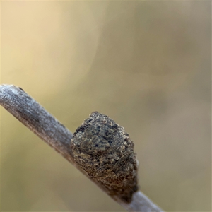 Cryptocephalinae (sub-family) at Carwoola, NSW - 12 Oct 2024