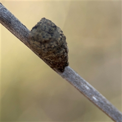 Cryptocephalinae (sub-family) at Carwoola, NSW - 12 Oct 2024 01:55 PM