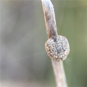 Cryptocephalinae (sub-family) at Carwoola, NSW - 12 Oct 2024