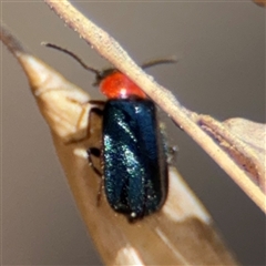 Malachiinae (subfamily) (Soft-winged flower beetle) at Carwoola, NSW - 12 Oct 2024 by Hejor1
