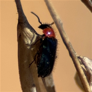 Malachiinae (subfamily) at Carwoola, NSW - 12 Oct 2024 01:49 PM