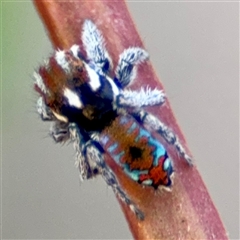 Maratus calcitrans (Kicking peacock spider) at Carwoola, NSW - 12 Oct 2024 by Hejor1