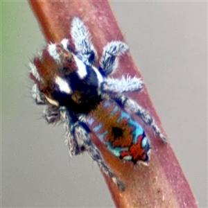 Maratus calcitrans at Carwoola, NSW - suppressed