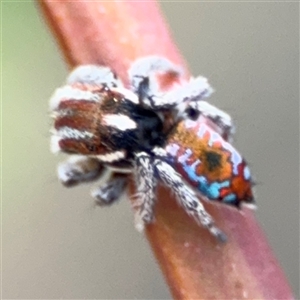 Maratus calcitrans at Carwoola, NSW - suppressed