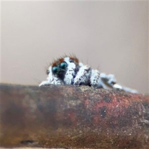 Maratus calcitrans at Carwoola, NSW - suppressed