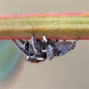 Maratus calcitrans at Carwoola, NSW - 12 Oct 2024