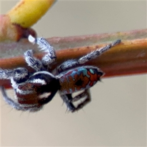 Maratus calcitrans at Carwoola, NSW - suppressed