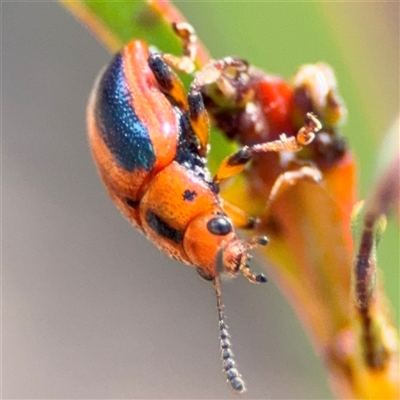 Calomela curtisi (Acacia leaf beetle) at Carwoola, NSW - 12 Oct 2024 by Hejor1