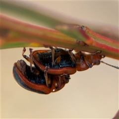 Calomela curtisi at Carwoola, NSW - 12 Oct 2024 01:41 PM