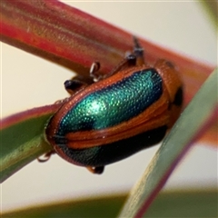 Calomela curtisi at Carwoola, NSW - 12 Oct 2024 01:41 PM